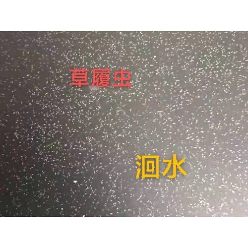 高密度实验教学大草履虫洄水活体鱼苗金波子斗鱼苗开口饲料