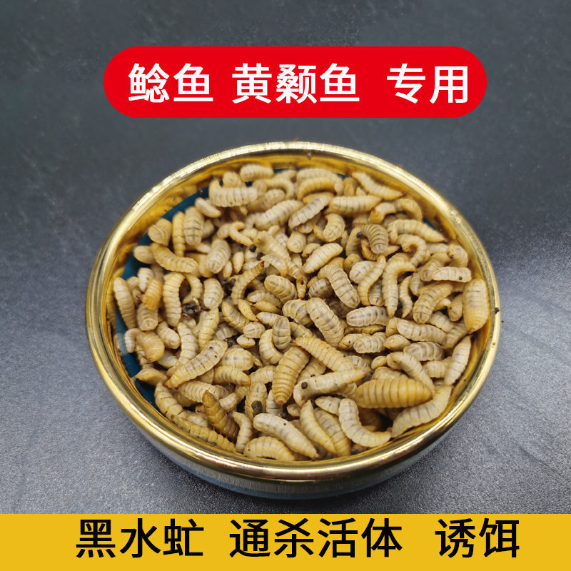 黑水虻活体幼虫活体鱼饵钓鱼蚯蚓活饵/谷麦饵等饵料