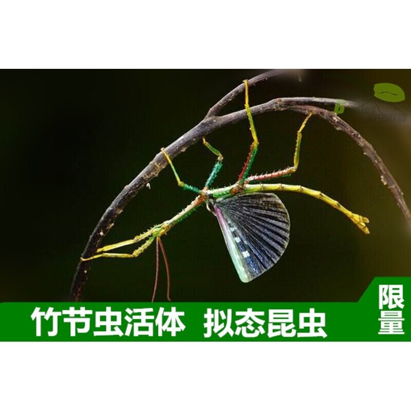 活体宠物昆虫叶子虫叶䗛竹节虫另类宠物巨扁卵吃芭乐月季玫瑰叶子