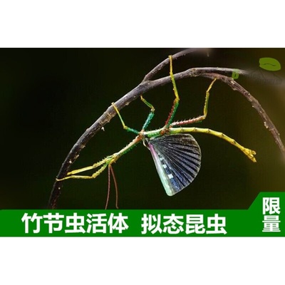 活体宠物昆虫叶子虫叶䗛竹节虫另类宠物巨扁卵吃芭乐月季玫瑰叶子