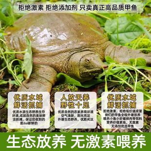 野外甲鱼黄河生态放养中华老鳖苗食用海鲜鲜活团鱼水鱼王八青黄背