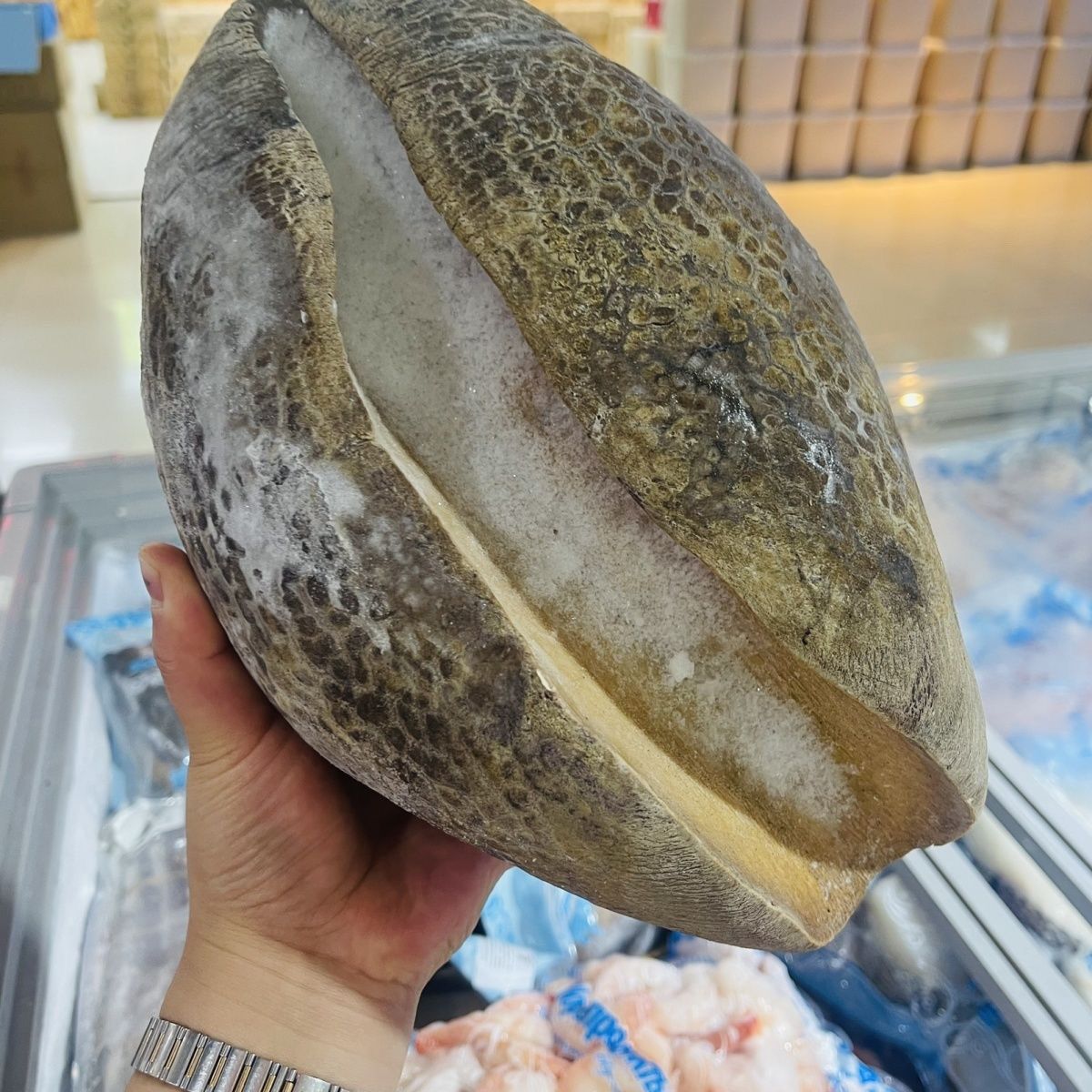 顺丰俄罗斯风味深海大鲍大鲍罗刺身可涮肉质鲜嫩塞内加尔大鲍螺