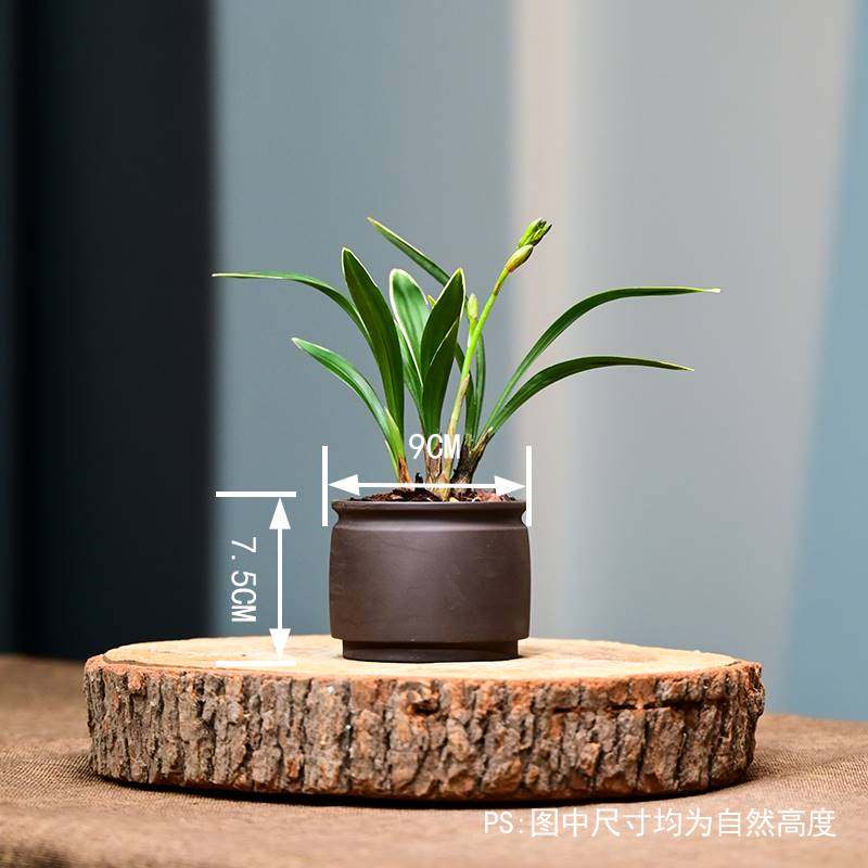 极速23禅月达摩金边建兰带花剑紫E沙绿植兰花盆高雅透气室内盆栽