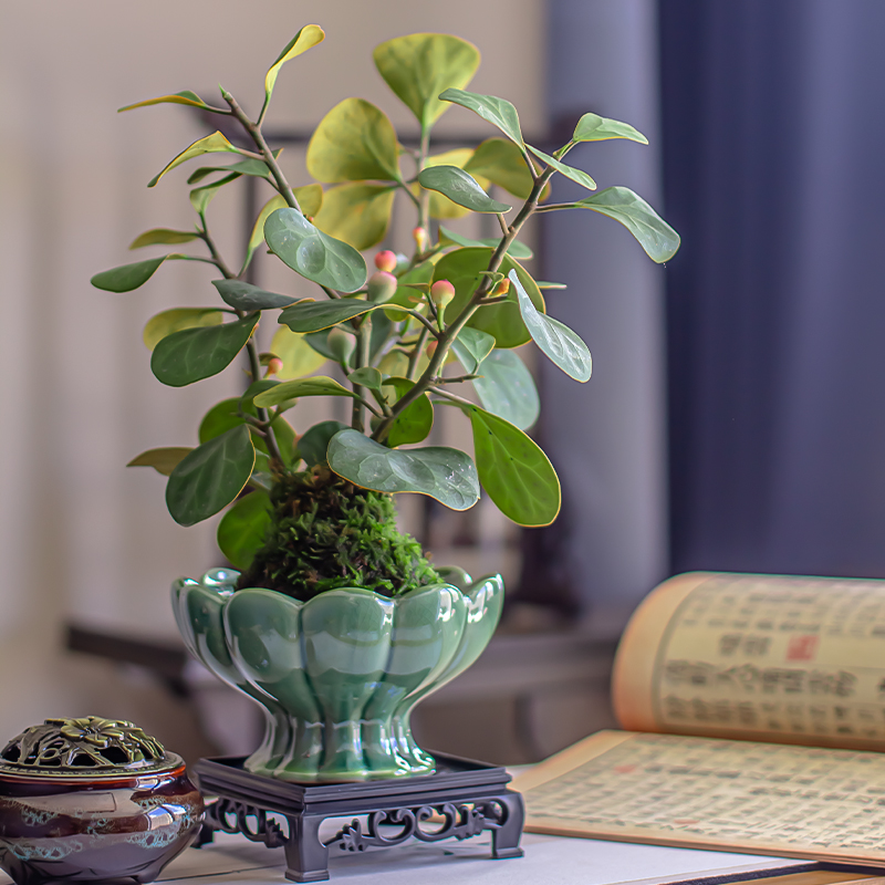 极速菩提树盆景小盼菩提盆栽中式禅意小I盆栽室内观果绿植创意微