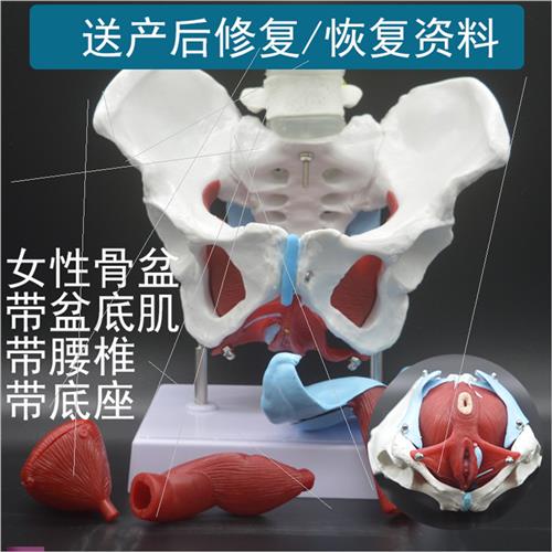 极速产后修复师培训教具女性骨盆模型带盆K底肌T带腰椎产康中心展