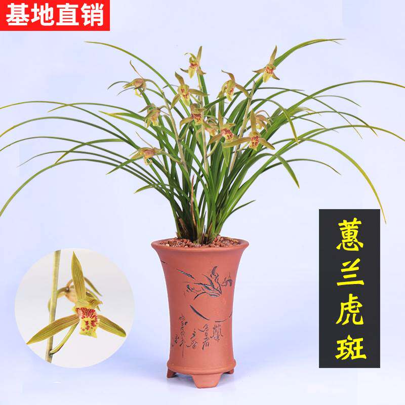 极速兰花苗兰草蕙兰虎斑线艺金A边浓香好养易活室内办公室绿植花