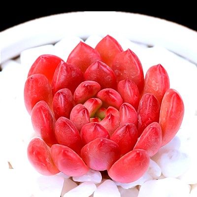 极速带香味贵货h多肉小苗灯泡稀植物有小贵货小兔子莲花冰灯魔法