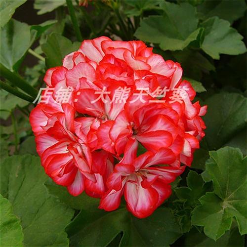 极速垂吊天竺葵盆栽花卉花苗阳A台吊重瓣万岁夏日玫瑰四季带花发