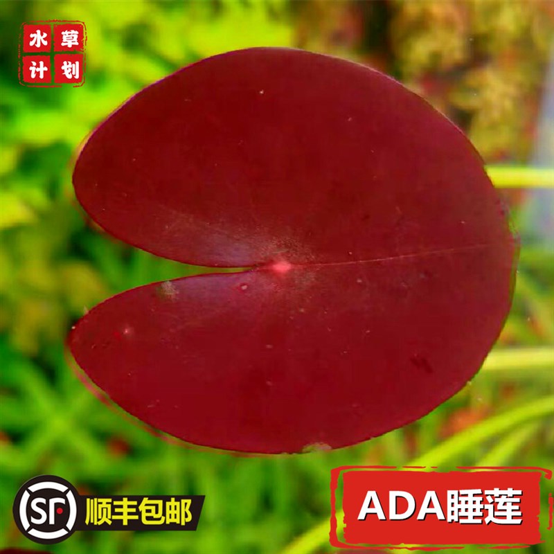 极速ADA睡莲迷你型睡莲稀有水草红色睡莲南美缸生态Y缸水草中后景