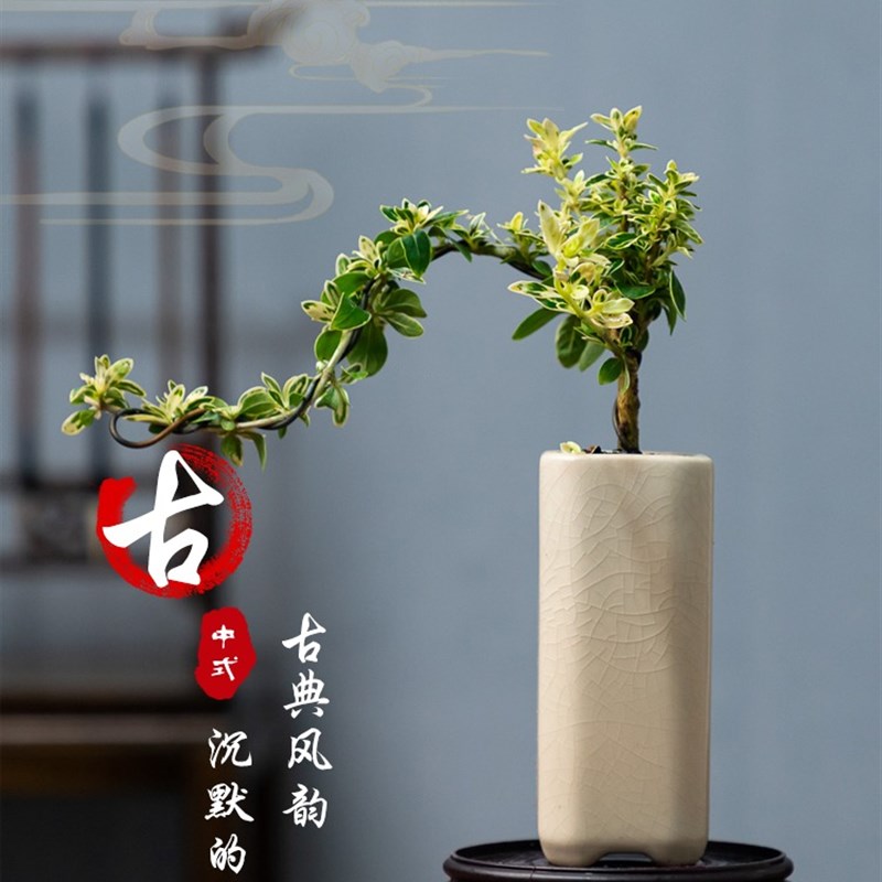 极速金边六月雪盆景老桩造型悬崖提根盆栽室内Q绿植红花好养办公