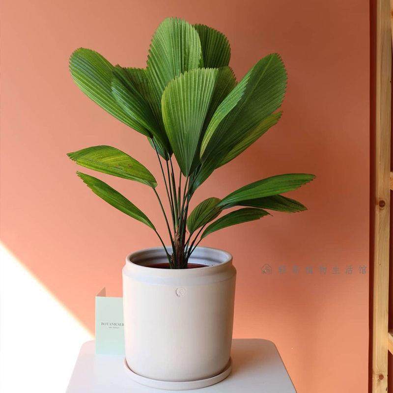 极速圆叶轴d榈轴棕叶盆栽办公室内喜阴好养易活绿植ins风热带植物