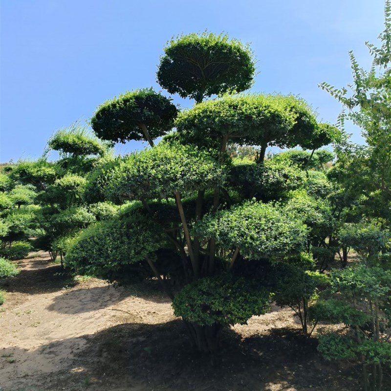 极速直播一物一拍庭院别墅绿植小叶女贞造M型树地景树联系客服选
