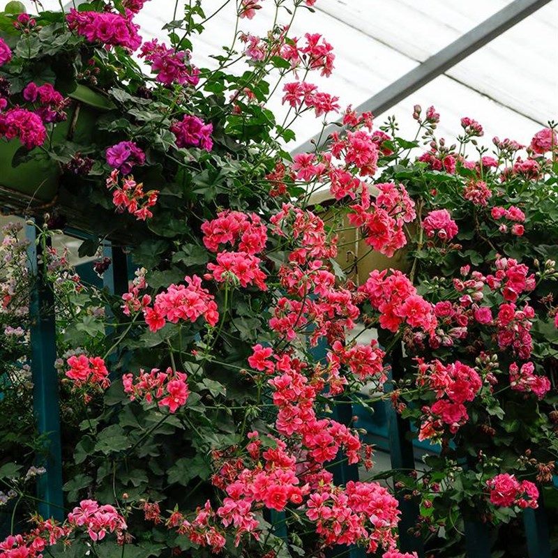 极速天竺葵花苗盆栽重瓣四季大花F垂吊直立阳台花卉植物室内