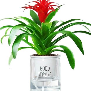 极速适合客厅摆放的绿植鸿t运当头盆栽大盆花家养花卉植物室内花