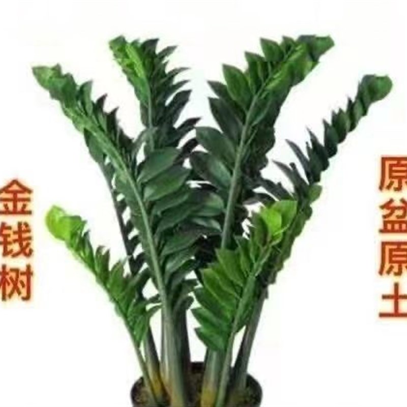 极速金钱树办公室盆栽高植物室内花卉客厅大绿植钱U串子招财发财