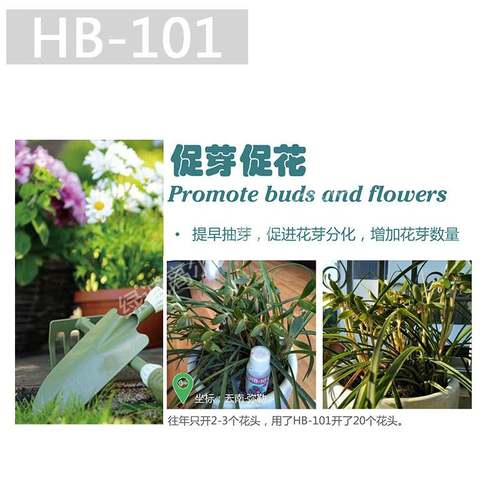 极速日本进口HhB101营养液 缓释肥料 多肉植物兰花玫瑰月季花肥活