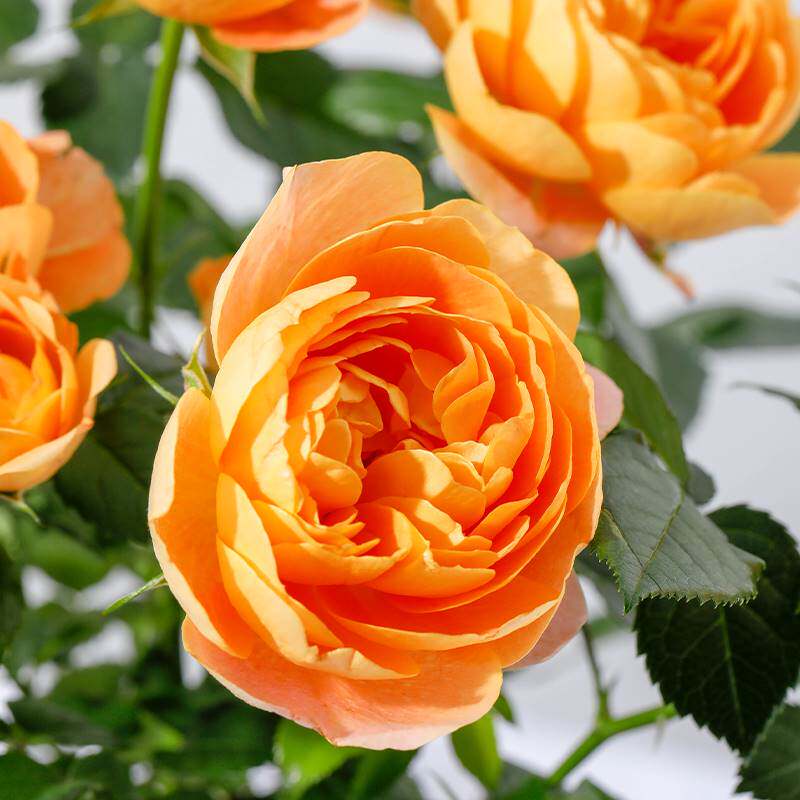 极速玫瑰盆g栽绿植盆栽表达爱意情人节绿植桌面植物可爱