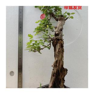 极速黄荆老桩小型盆景大山舍利镂空F碳化熟桩带盆栽好绿植阳台精