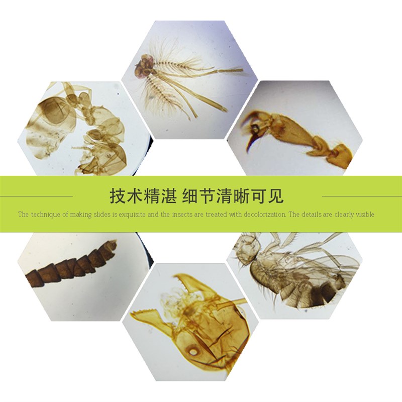 极速25片装昆虫类生物标本切片小学生儿童科学实T验显微镜配套显