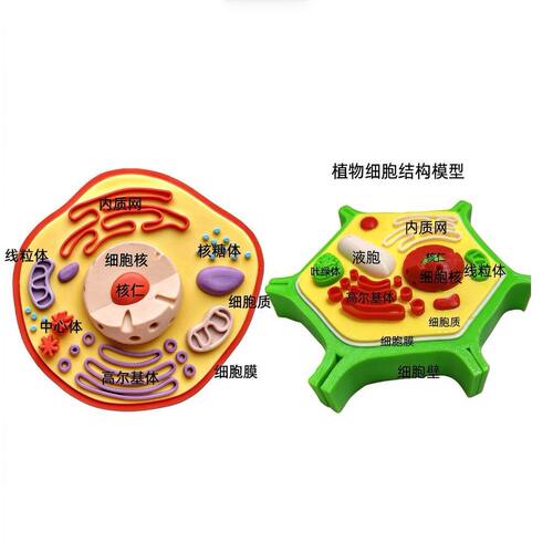3D打印动植物细胞模型初高中生物实验教具高清细胞结构课堂展示用