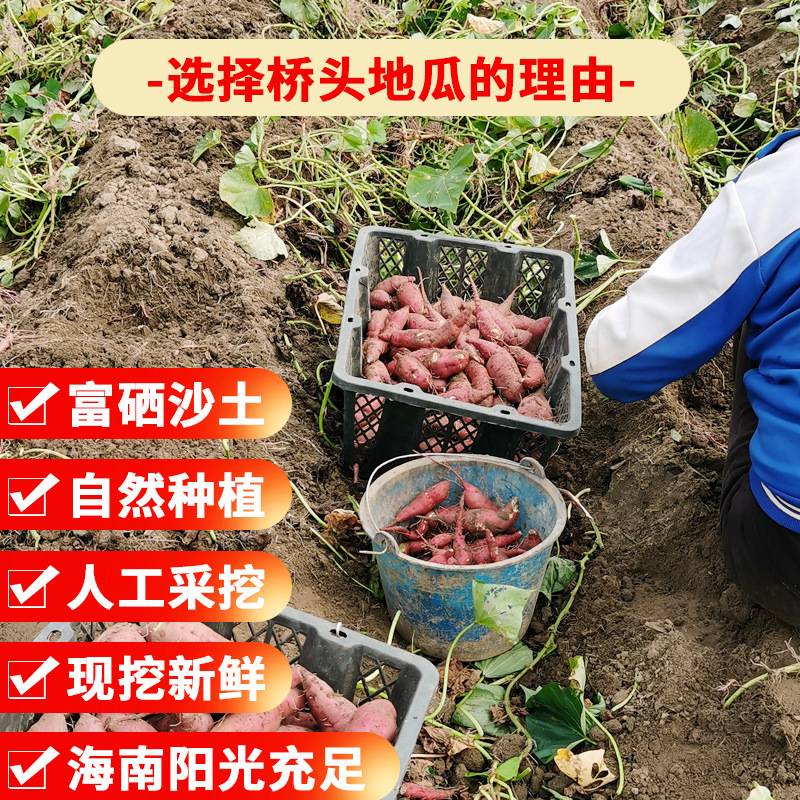 海南澄迈桥头富硒地瓜板栗番薯新鲜农家圆果沙地种植3斤5斤9斤图片