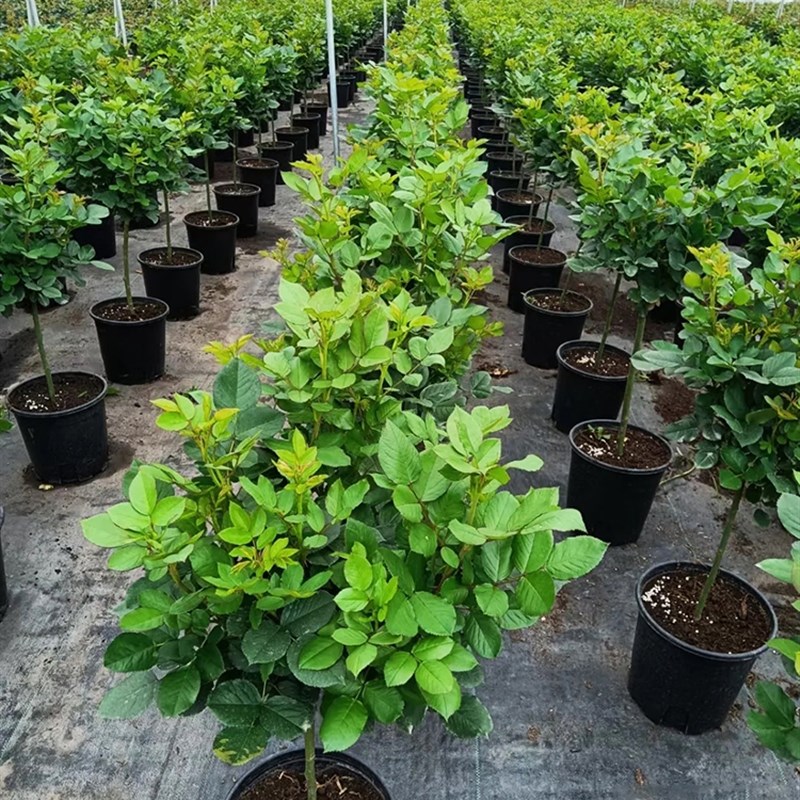 蓝色风暴树桩月季棒棒糖树状多色玫瑰嫁接月季花苗特大花高杆庭院