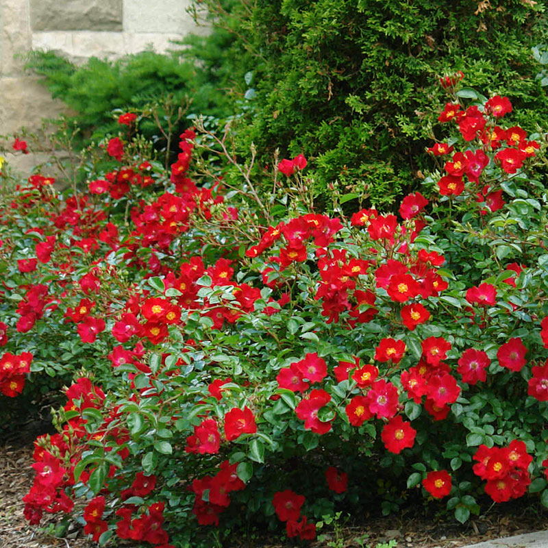 小鼹鼠园艺家 猩红地毯英国皮特地被月季正红色花280天持续开花
