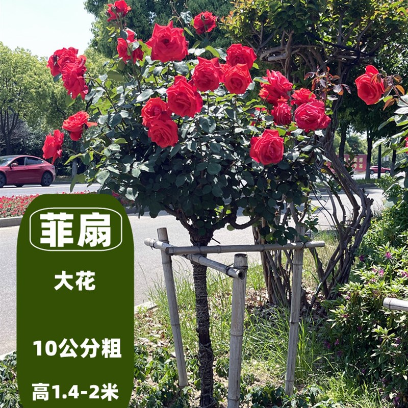树桩月季特大花高杆月季花树棒棒糖树状月季四季开花嫁接玫瑰花苗