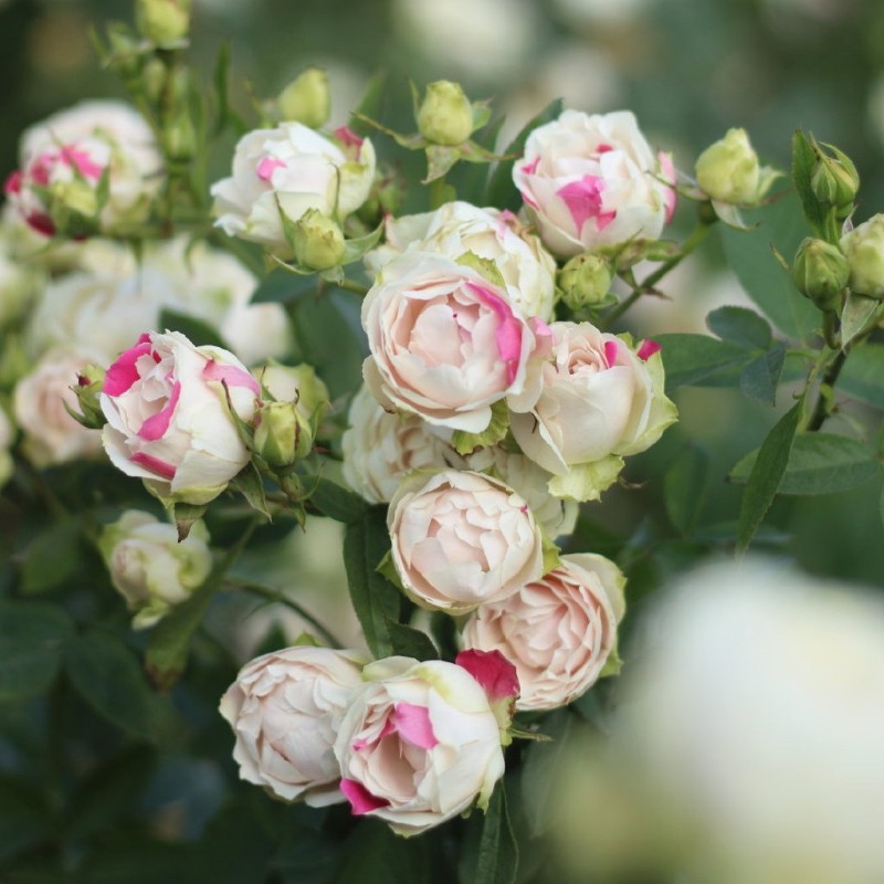 花知述 2加仑根接月季大苗海葵蓝月石乙六翼天使波莱罗薰衣草蕾丝