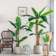 北欧大型落地仿真绿植芭蕉树仿生假植物家居室内盆景Y装 饰盆栽摆