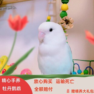纯手养高端牡丹鹦鹉n粘人活幼鸟会说话雏鸟断奶宠物小型鸟爱情鹦