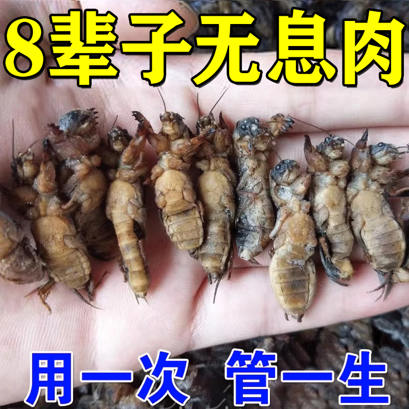 治疗肠息肉的药去除胆囊息肉专用治肠道炎腹痛大便不成型调理茶包