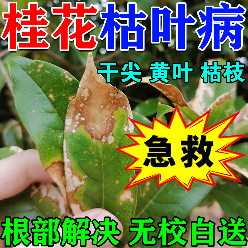 桂花枯叶病黄叶焦叶干尖专用肥料药叶虫孔叶斑病落叶桂花树营养液-封面