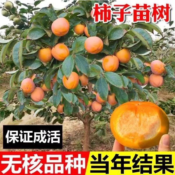 柿子苗树脆甜柿无核南北方种植特大太秋磨盘柿庭院地栽火晶柿子苗