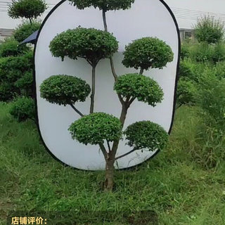 小叶女贞造型树苗木庭院盆景棒棒糖树球景观树苗绿篱绿化植物四季