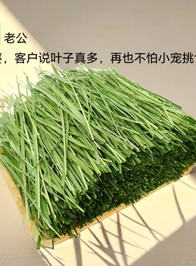 25烘干无穗提摩西草兔子干草龙猫荷兰猪北提草段产地直提莫西干草