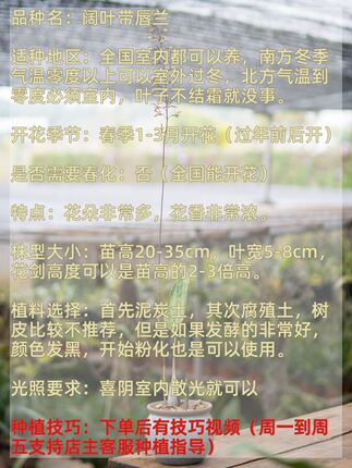 匠人花圃阔叶带唇兰花盆栽紫花杓唇香好养本土国兰一叶卡特石斛奇