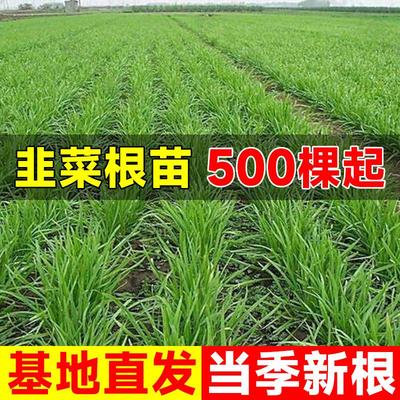 韭菜根苗头茬紫根红根小叶宽叶四季本地韭菜根地栽盆栽独根苗