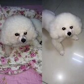 新品 滴眼液治狗狗流泪博美去泪痕用品小狗比熊犬去U泪痕药眼部清