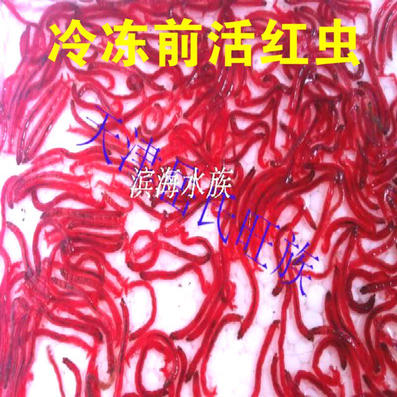 速发包邮岳氏旺族冷冻冰冻 红虫 赤虫G血虫 水族观赏鱼饲料鱼食15