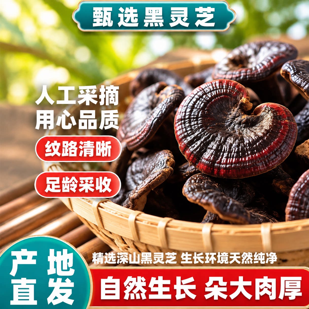 正品天然野生灵芝新货中药材正宗整株黑灵芝金边紫灵芝片林芝