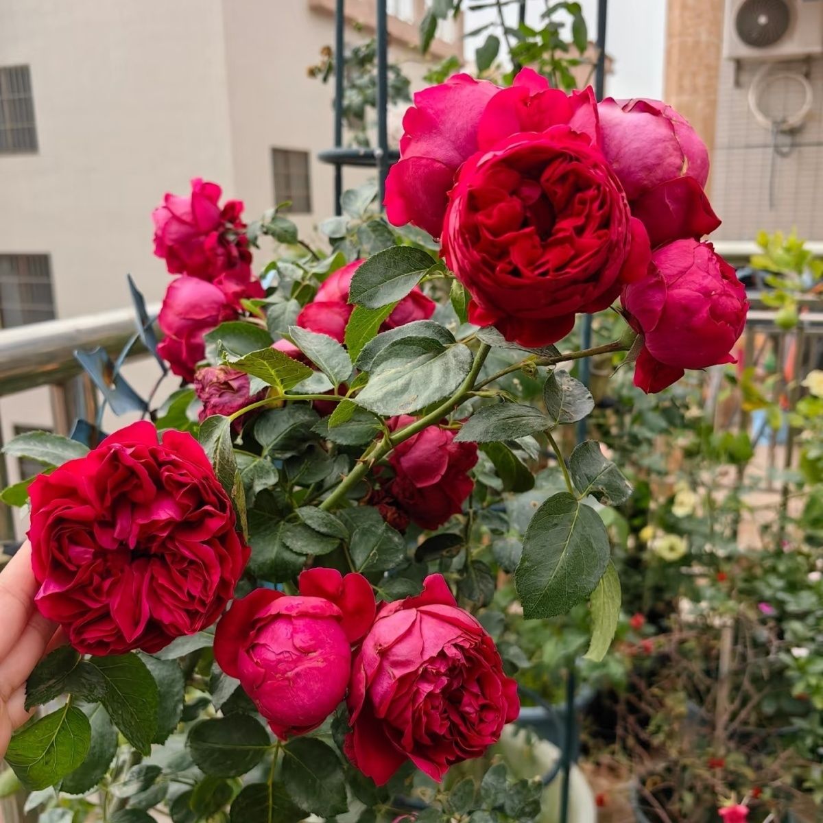 红色龙沙宝石藤本月季花苗多季节开花丰花多头耐晒耐热庭院花园花