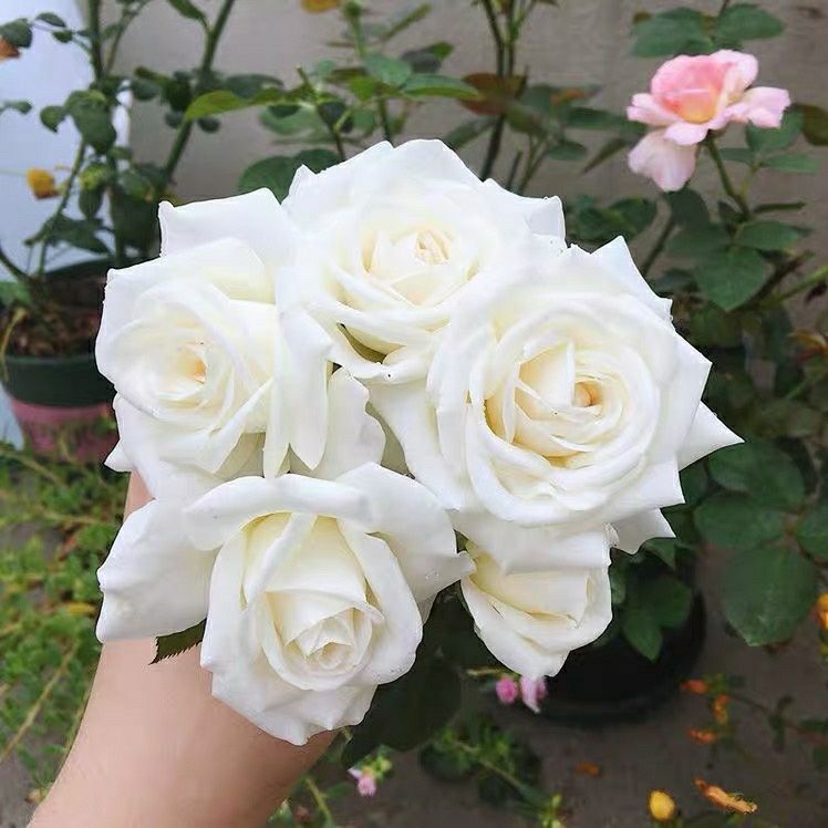 珍妮莫罗切花月季大花勤花庭院阳台盆栽多季开花鲜花玫瑰花苗植物