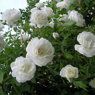 藤冰山 藤本多头白月季花阳台庭院四季开浓香爬藤耐寒蔷薇玫瑰