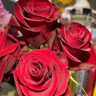 新品高原红切花玫瑰月季扦插花苗庭院阳台绿植卡罗拉黑魔术红花