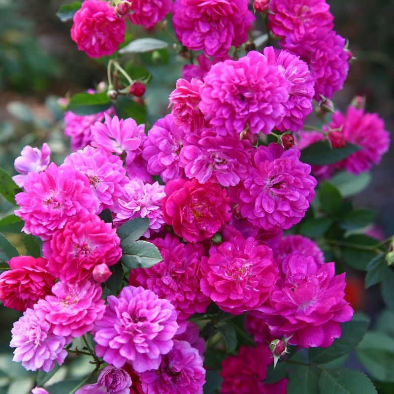 甜蜜马车小花勤花丰花月季开花机器 微月新品浓香丰花盆栽爆盆