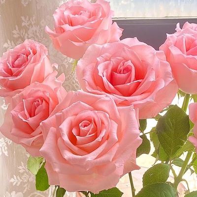 戴安娜月季花苗玫瑰苗四季粉色多头浓香庭院阳台盆栽花卉大花月季