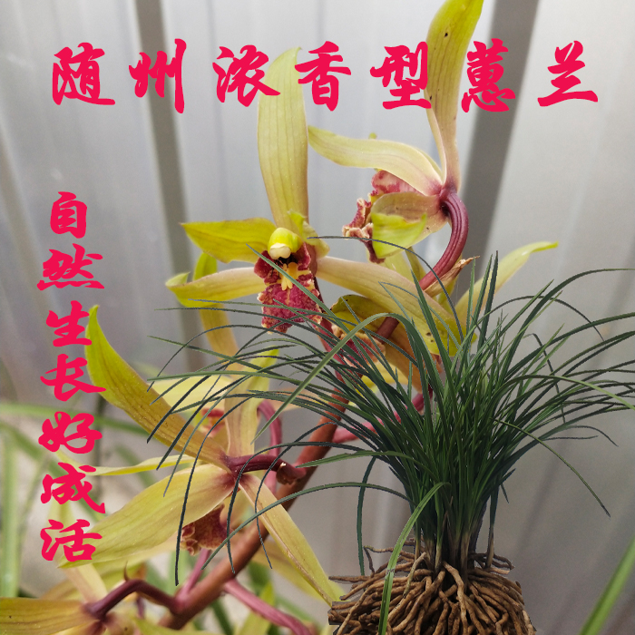 随州兰花蕙兰浓香型带花苞精品九头兰花卉盆景兰草苗四季常青绿植