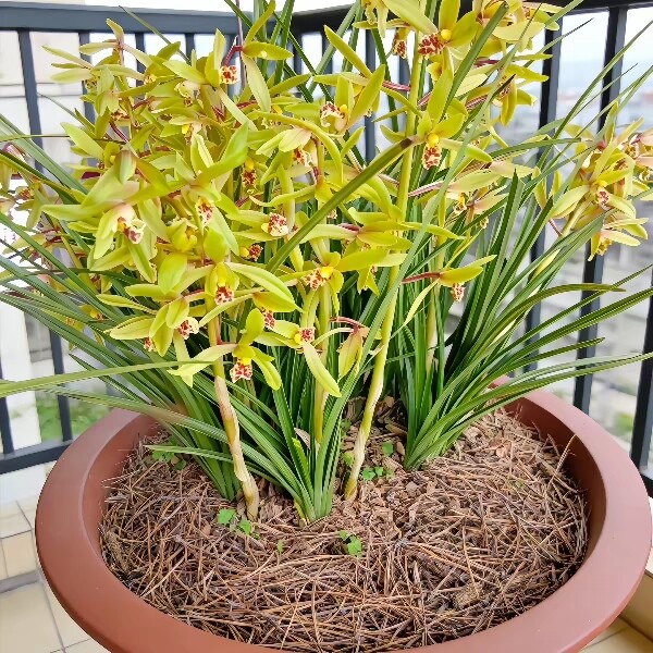 兰花苗蕙兰带花苞浓香型春兰兰草九头兰花卉盆栽四季绿植按斤称