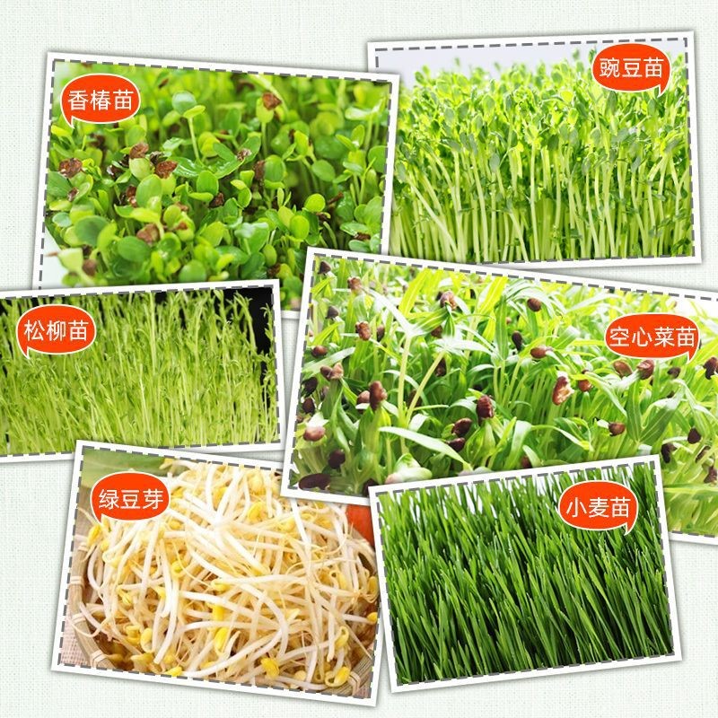 芽苗菜育苗盘 无土栽培网格豌豆苗豆芽种植盘家用加深加密盆架子